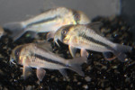 Corydoras Axelrodi